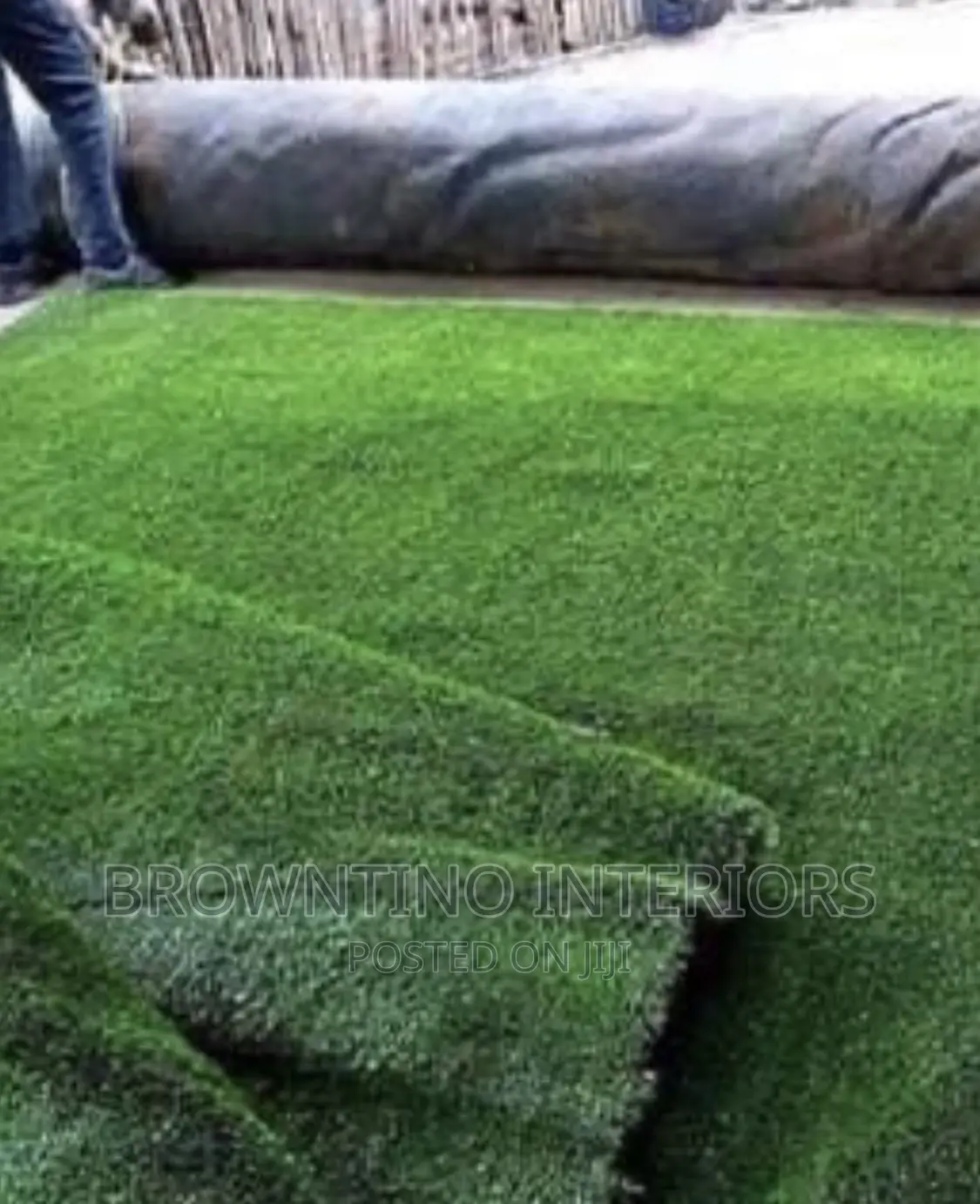 Carpet Grass