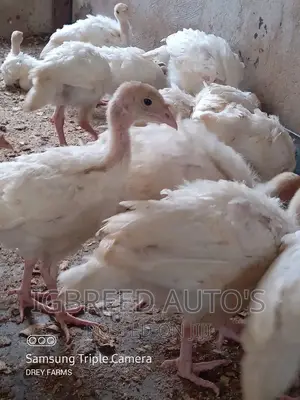 Foreign Turkeys Local Turkeys