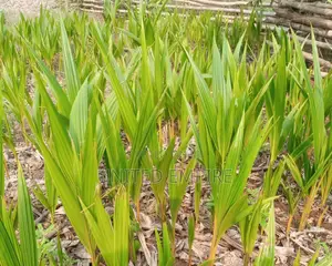 Hybrid Dwarfcoconut Seedlings