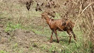 Maradi Breed Sokoto Red Goat (Vaccinated and Quarantine)