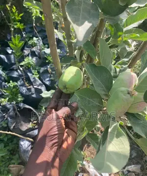 Grafted Hybrid Wambugu, Isreali Anna, Etc Apple Seedling's