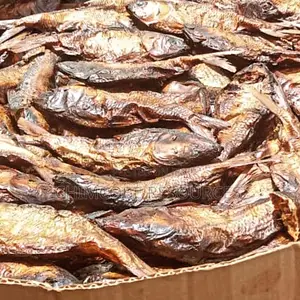 Medium Size Bonga Fish
