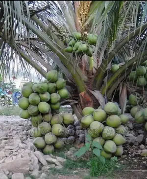 Dwarf Coconut Seedlings