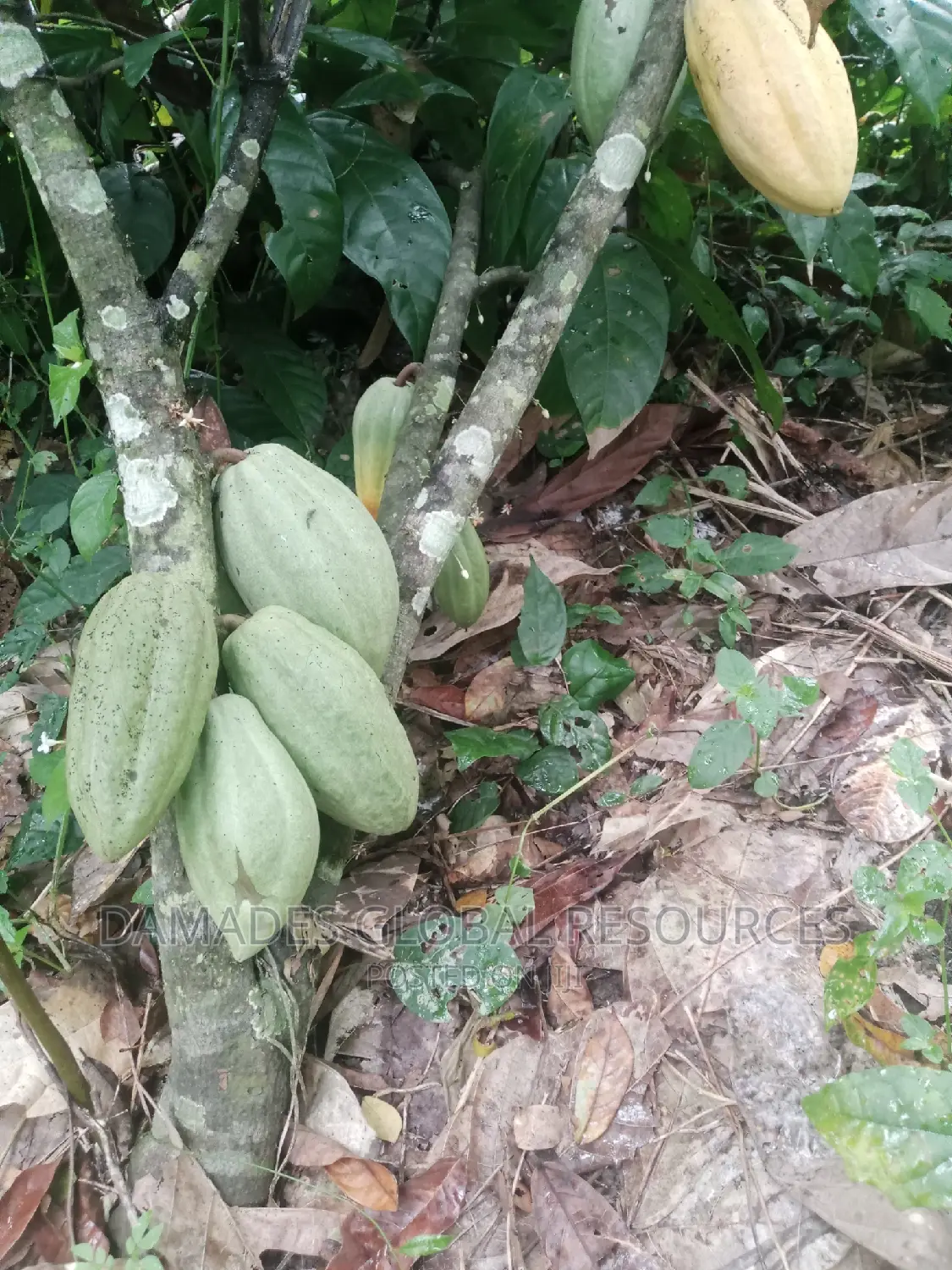 Cocoa Seedling