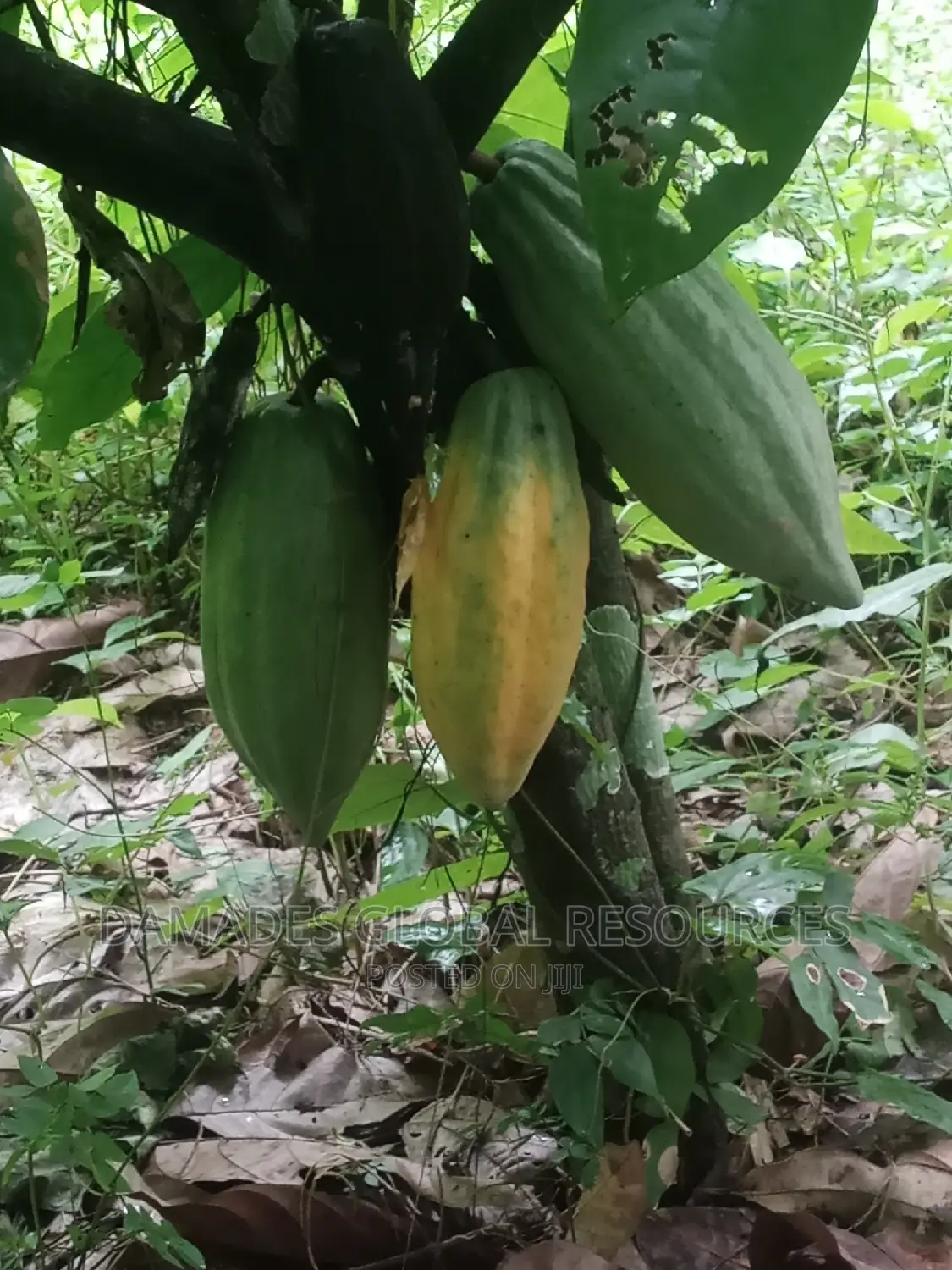 Cocoa Seedling
