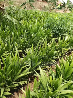 Advance Hybrid Nutrient Tenera Oil Palm Seedlings