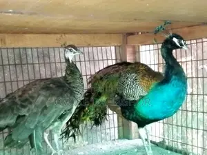 Indian Peacocks