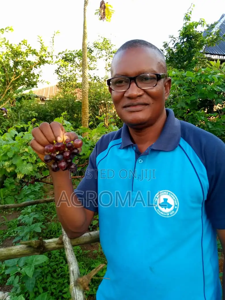 Foreign Grape _ 1 Seedling