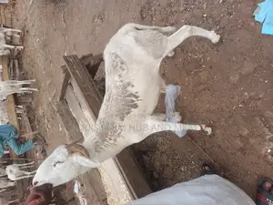Healthy Male Ram