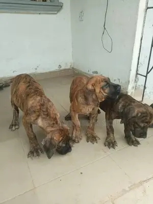 1-3 months Male Purebred Boerboel