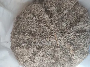 Gamba Seeds