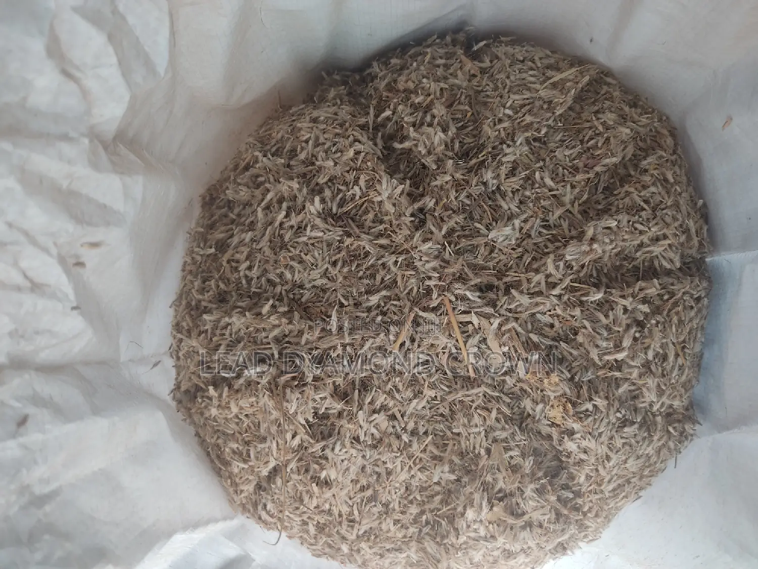 Gamba Seeds