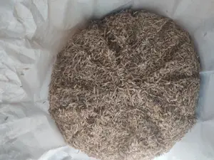Gamba Seeds