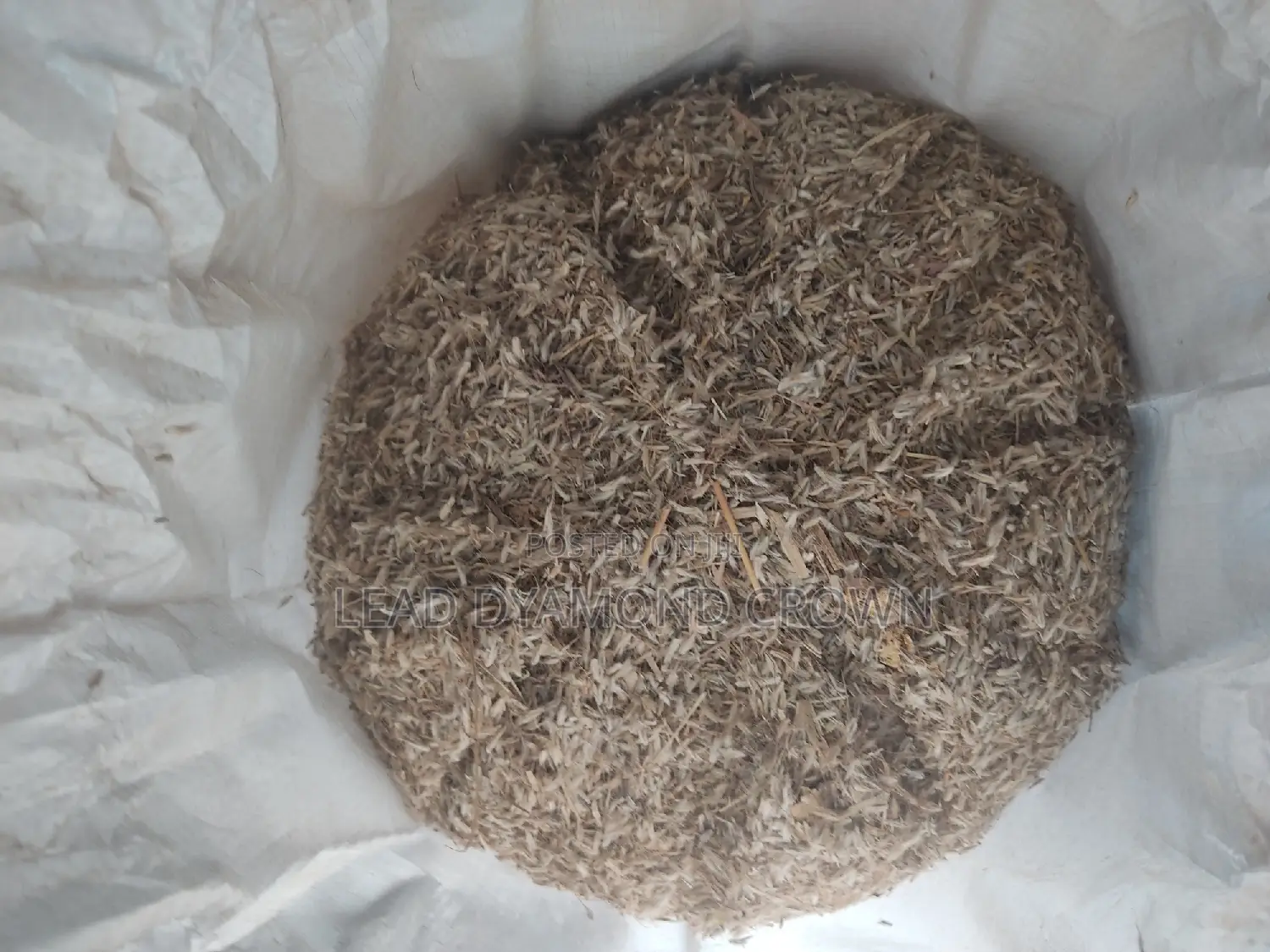 Gamba Seeds