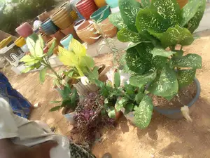 Exotic Plants