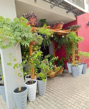 Pergola Plant Design