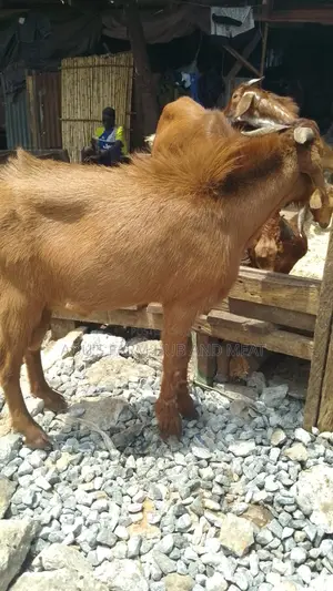 Big Healthy Northern Goats(Ogufe)