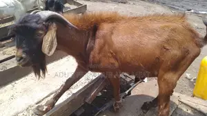 Giant Healthy Northern Goats Meat