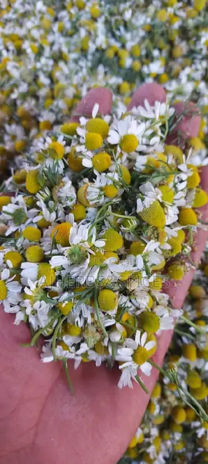 Chamomile Flower