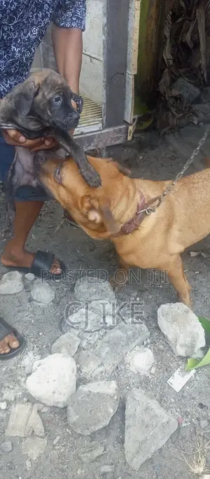 Security Guard With Dogs