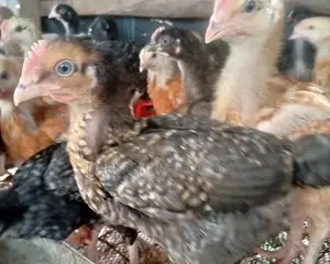 4-5 Weeks Noilers for Sale