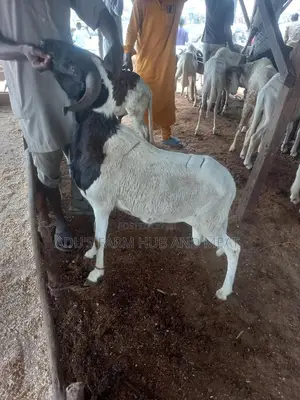 Big Healthy Rams (Agbo)