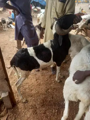 Big Healthy Rams (Agbo)