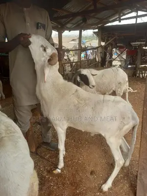 Big Healthy Rams (Agbo)