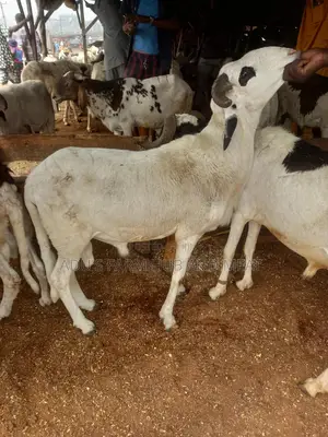 Big Healthy Rams (Agbo)