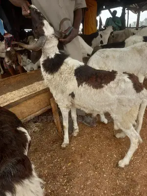 Big Healthy Rams/Sheep