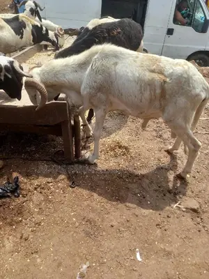 Full Healthy Rams