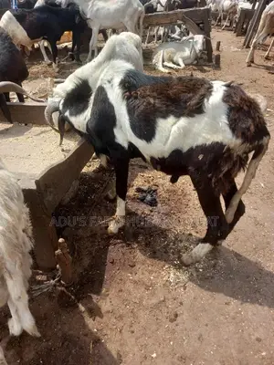 Full Healthy Rams