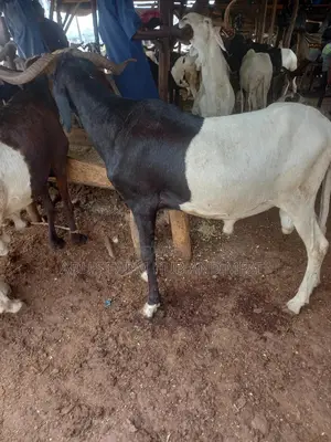 Big Healthy Rams