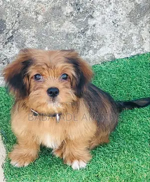 1-3 months Male Purebred Lhasa Apso