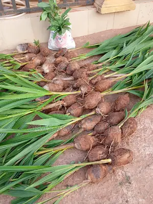 Improved Tenera Oil Palm Seedlings