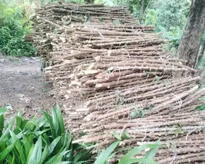 Hybrid Cassava Stem