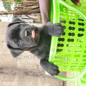 1-3 months Male Purebred Cane Corso