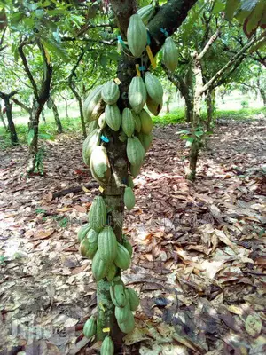 We Can Supply All Kinds of Agricultural Seedlings