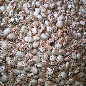 Castor Seeds