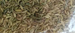 Fennel Seeds