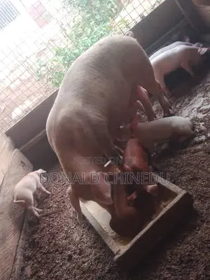 Exotic Breeds of Pigs