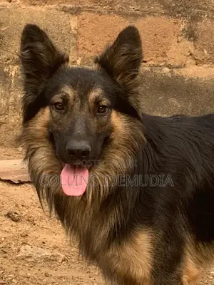 1+ year Male Purebred German Shepherd