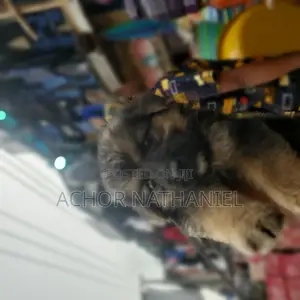 1-3 months Female Purebred German Shepherd
