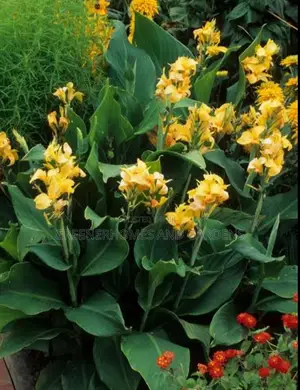 Canna Lillies