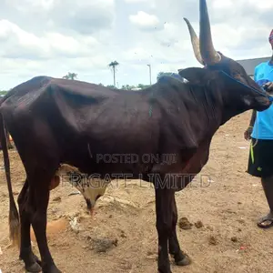 Heathy Cows,Goat and Ram Available at Very Affordable Price