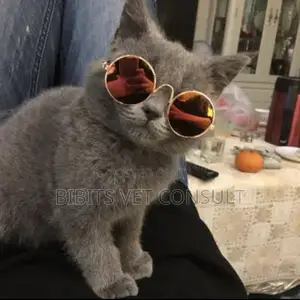 Colorful Pet Sunglasses for Cat and Small Pets