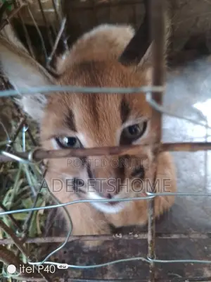1-3 months Female Purebred Caracal cat