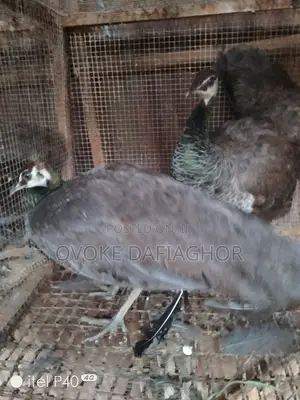 Adult Laying Peahens