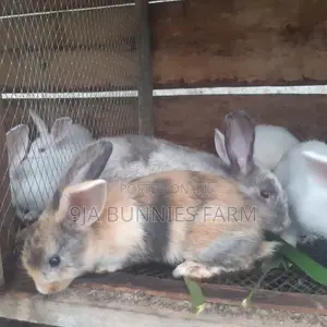 Top Rabbit Breed