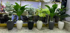 Potted Plants
